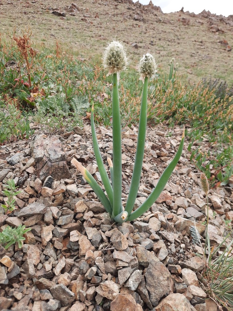 Allium altaicum photo 8