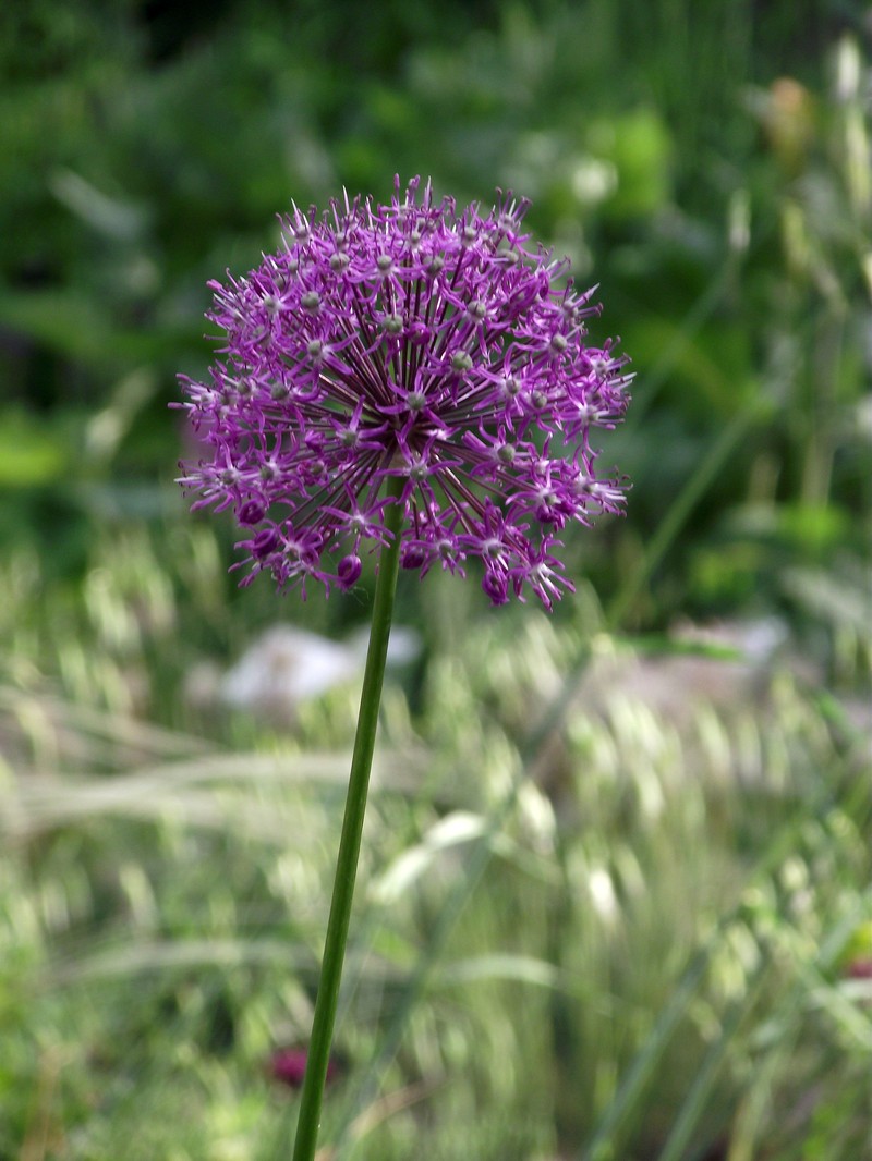 Allium altissimum