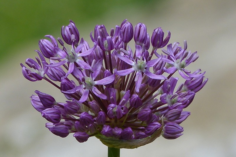 Allium altissimum photo 3
