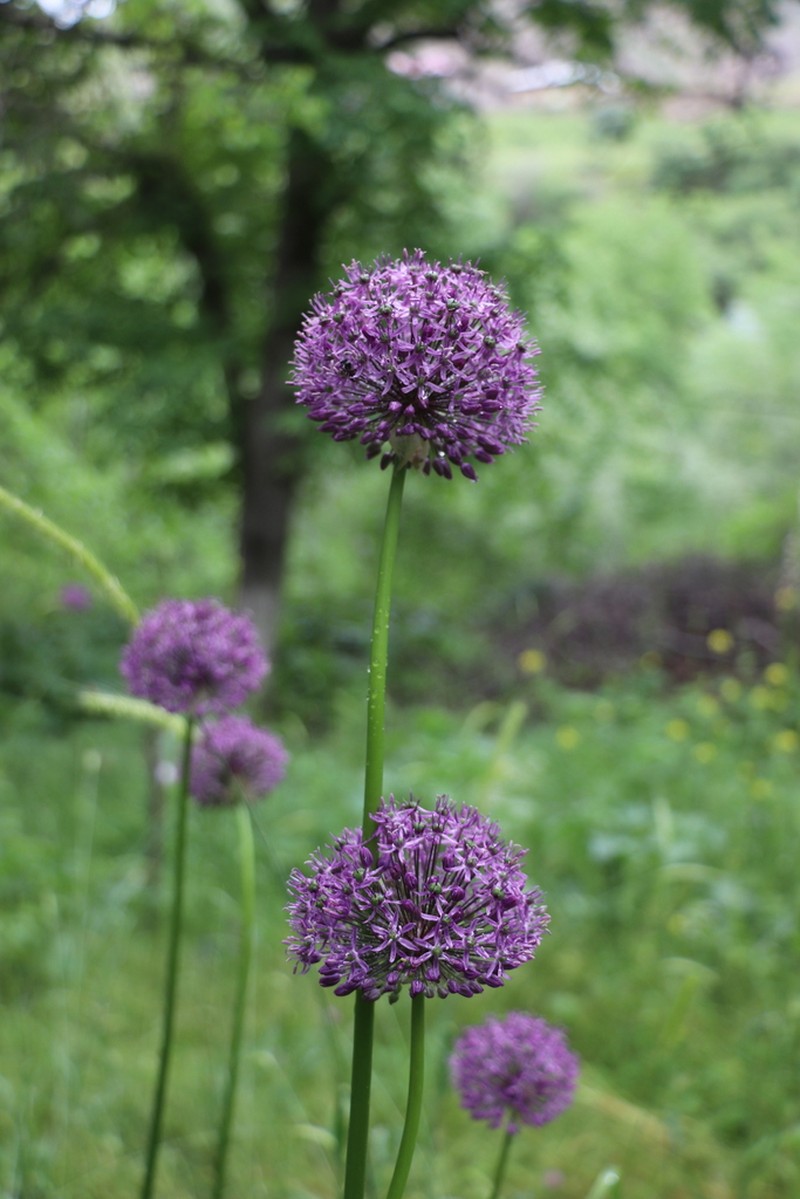 Allium altissimum photo 4