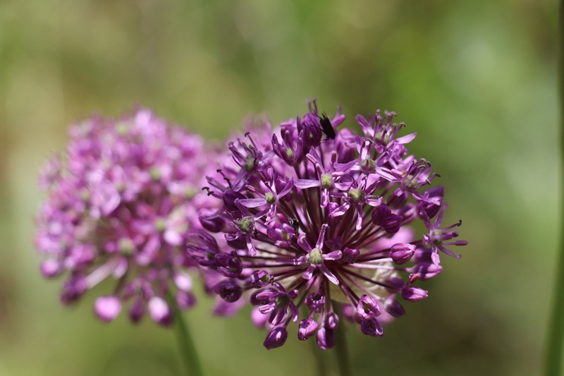 Allium altissimum photo 5