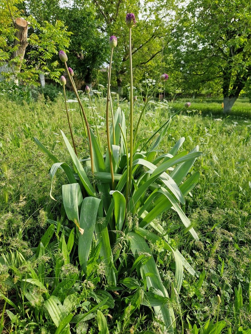 Allium altissimum photo 6