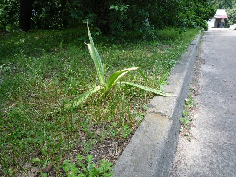 Allium altissimum photo 7