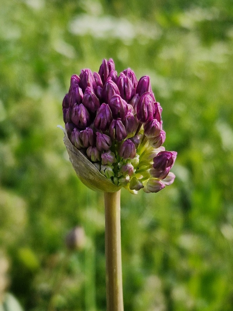 Allium altissimum photo 8