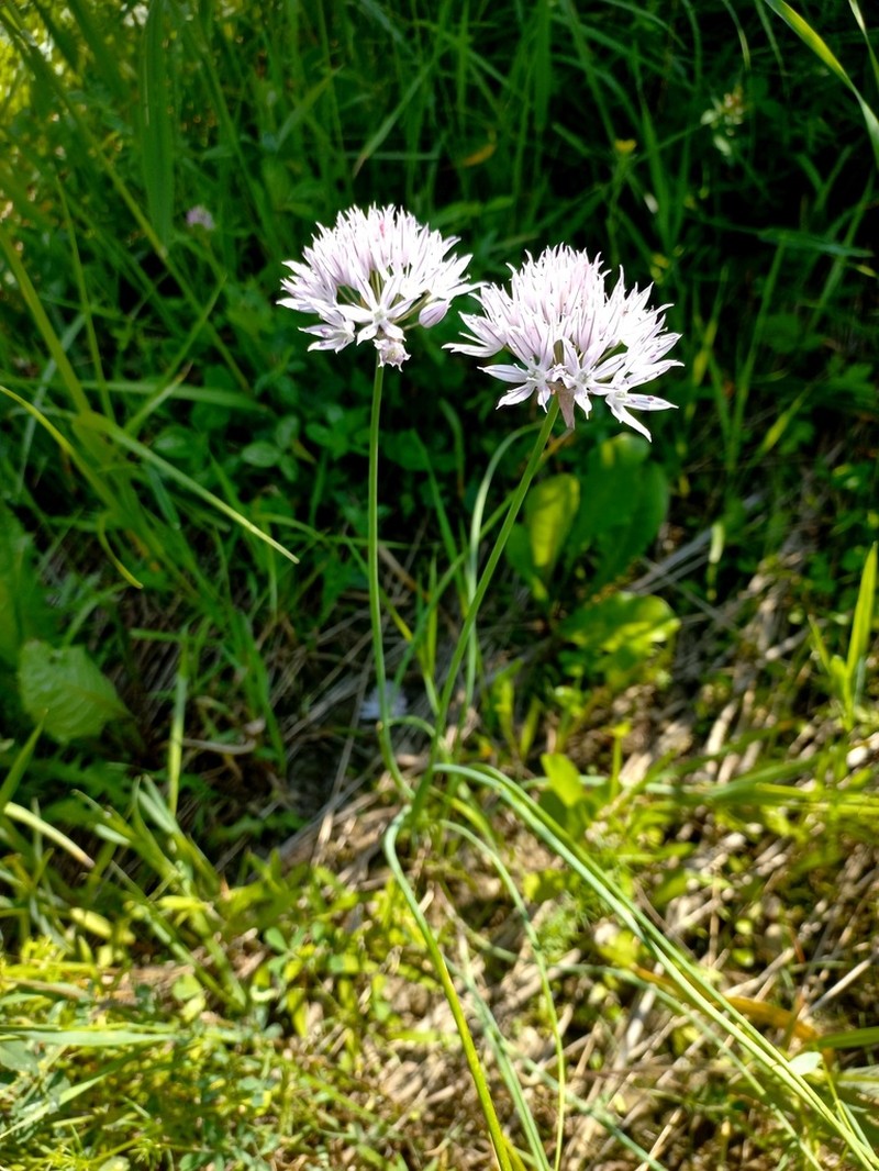 Allium altyncolicum
