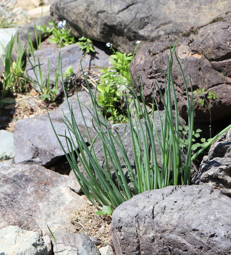 Allium altyncolicum photo 2