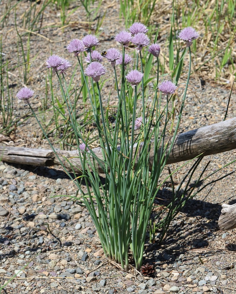 Allium altyncolicum photo 3