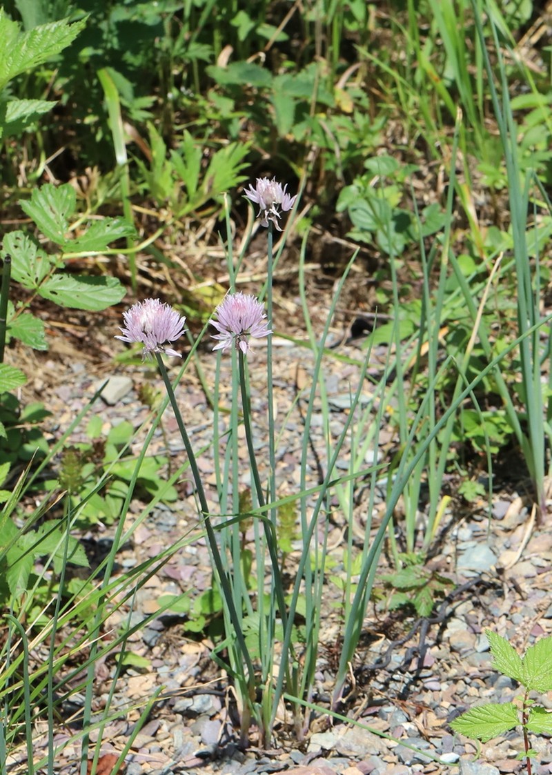 Allium altyncolicum photo 4