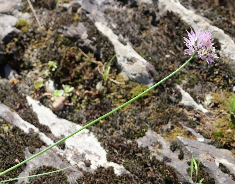 Allium altyncolicum photo 5