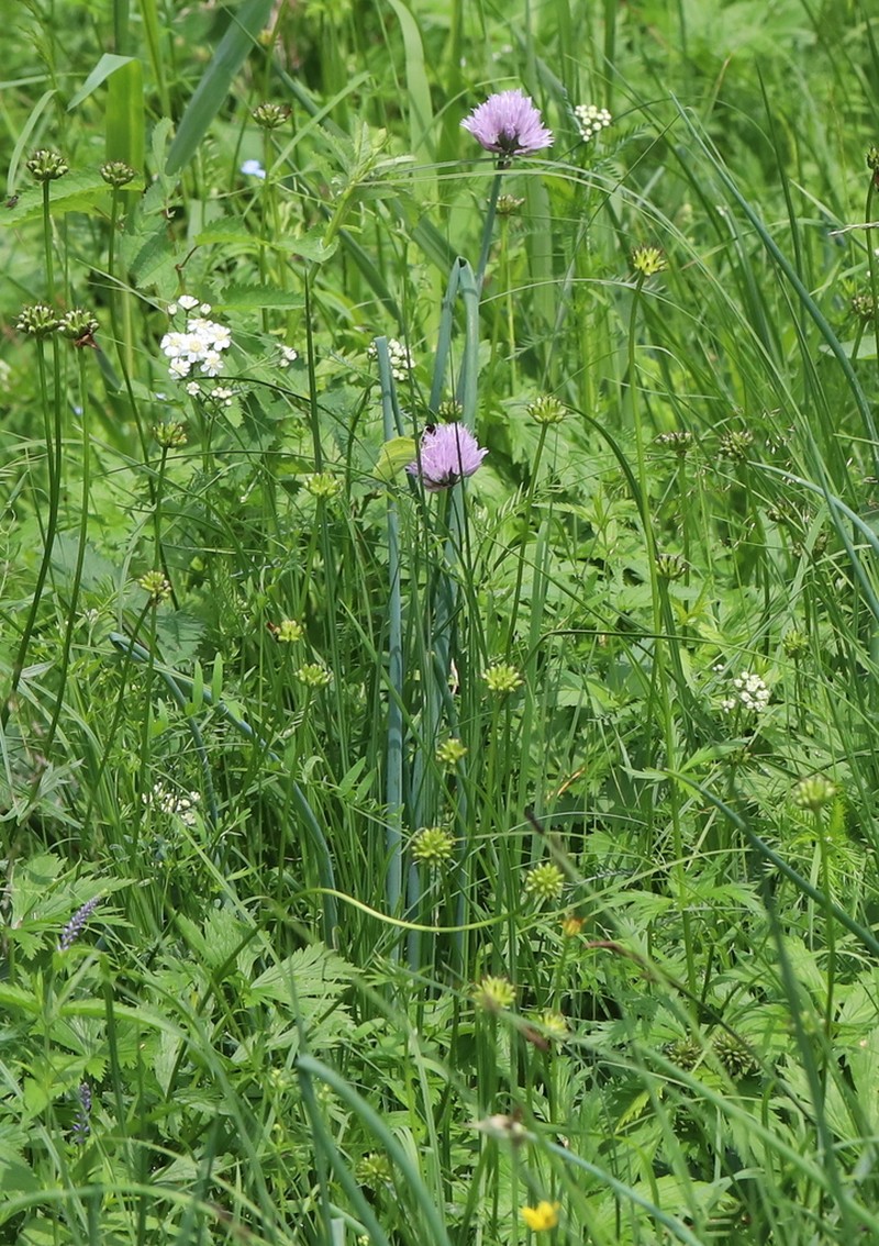 Allium altyncolicum photo 6