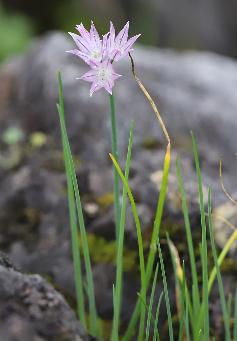 Allium altyncolicum photo 7