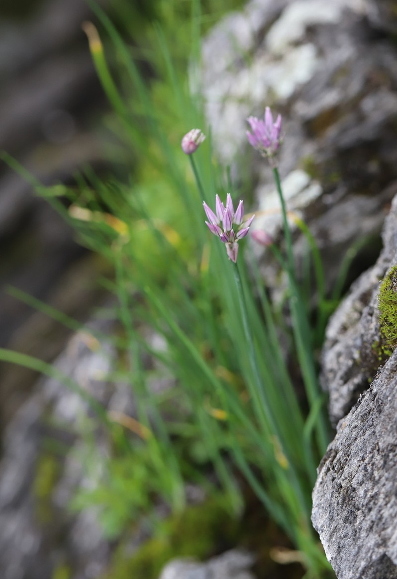Allium altyncolicum photo 8