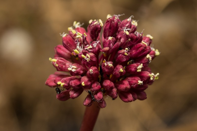 Allium amethystinum photo 2