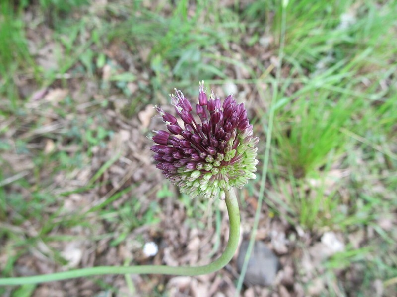 Allium amethystinum photo 3