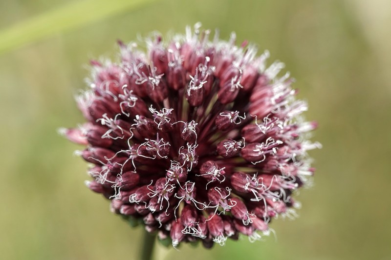 Allium amethystinum photo 4