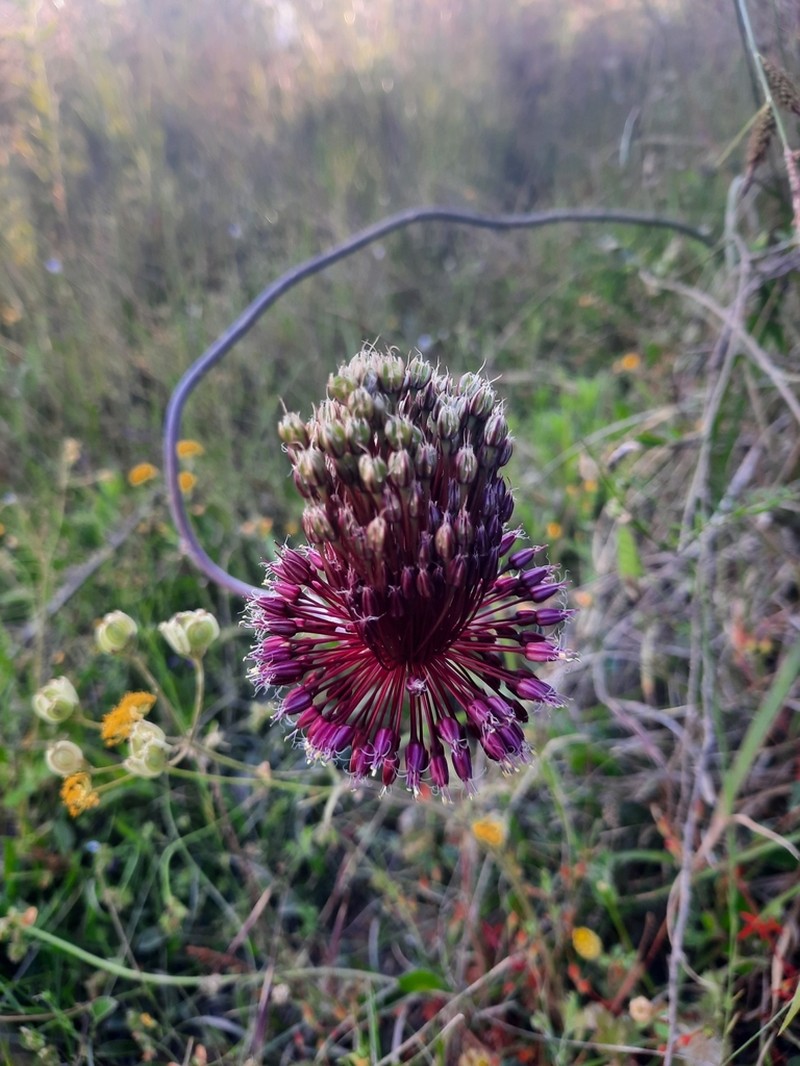 Allium amethystinum photo 5