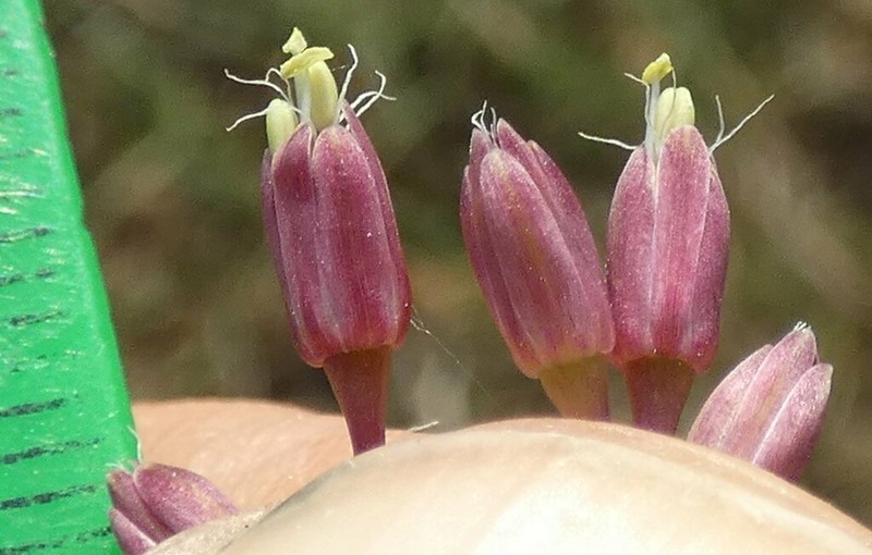 Allium amethystinum photo 6