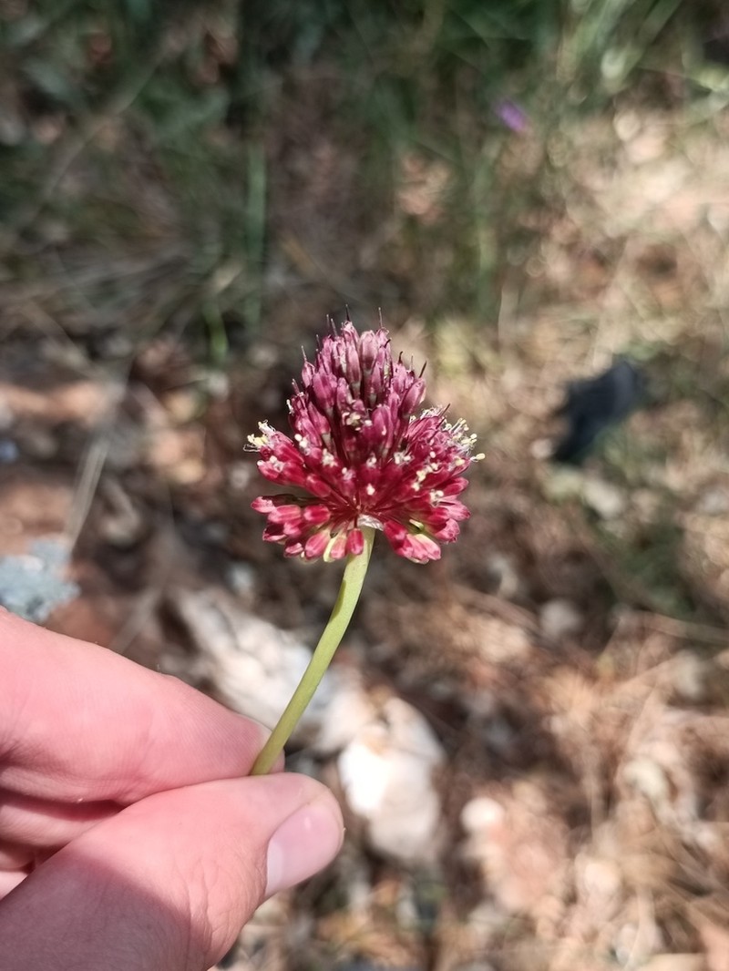 Allium amethystinum photo 7