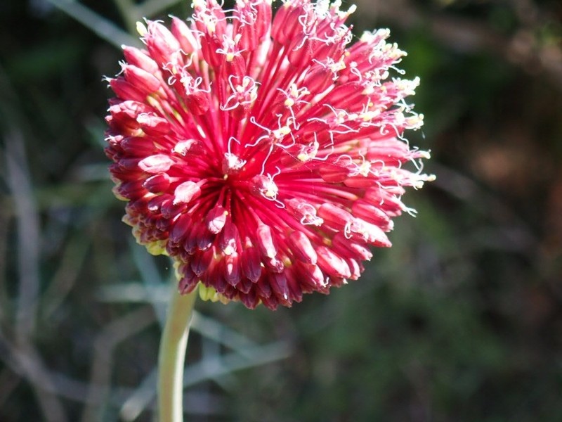 Allium amethystinum photo 8