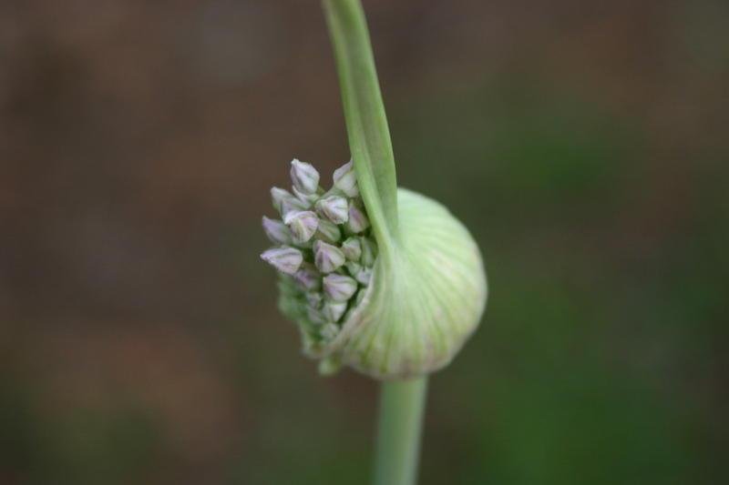 Broadleaf Wild Leek photo 2
