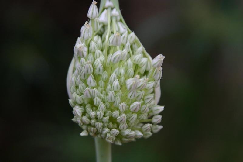 Broadleaf Wild Leek photo 3