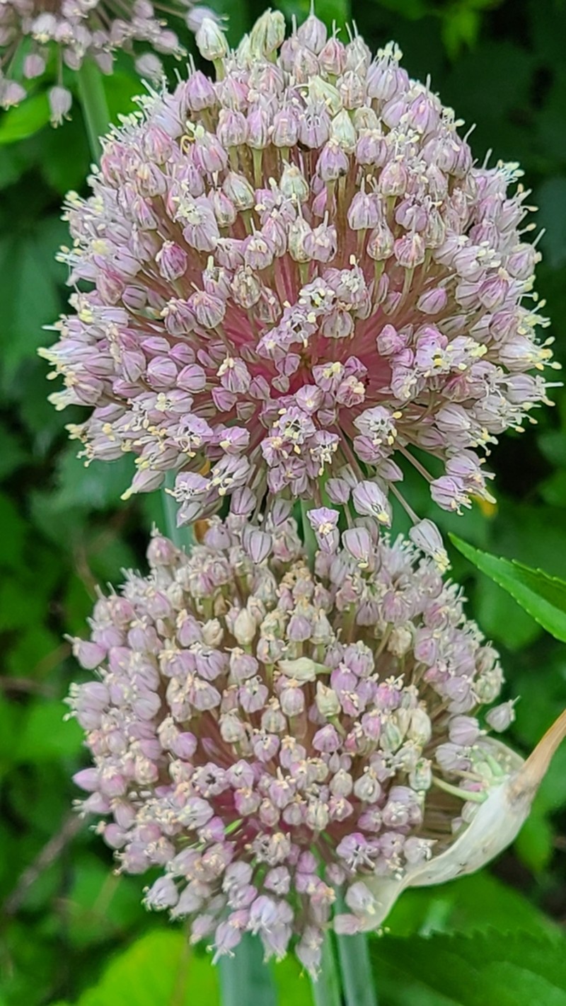 Broadleaf Wild Leek photo 5