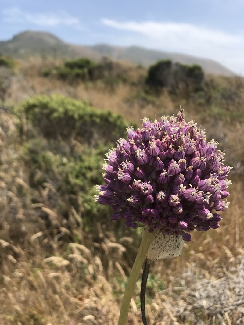 Broadleaf Wild Leek photo 6