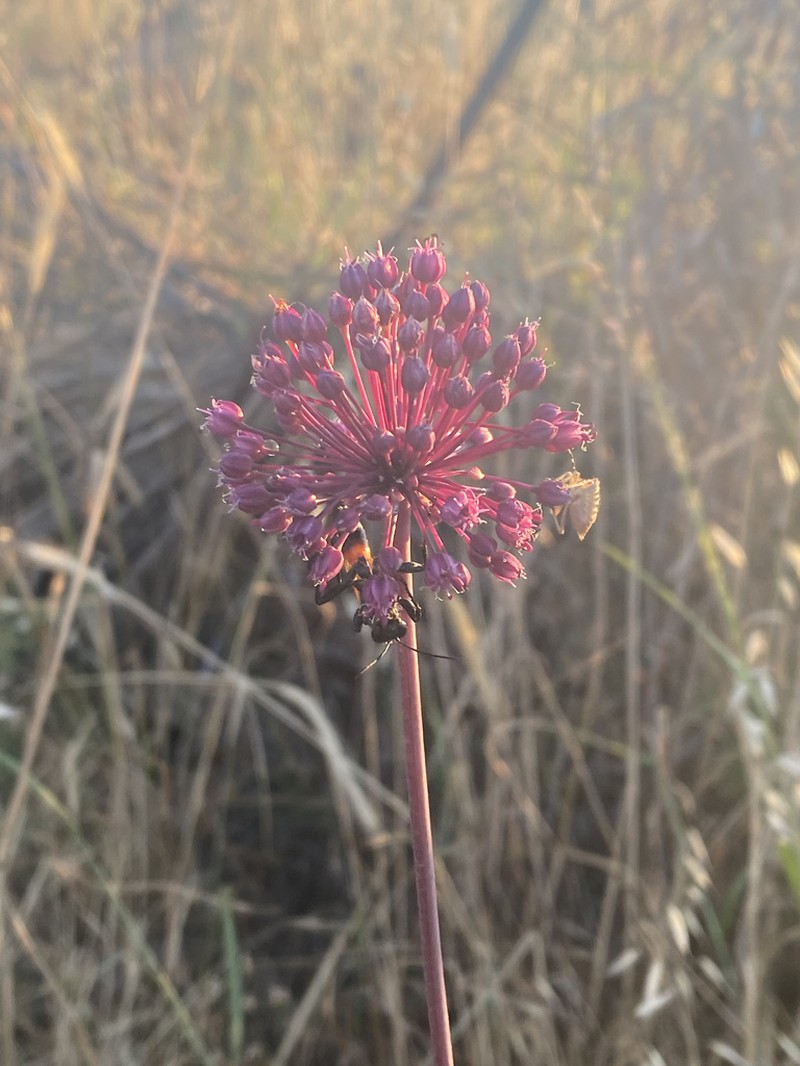 Broadleaf Wild Leek photo 7