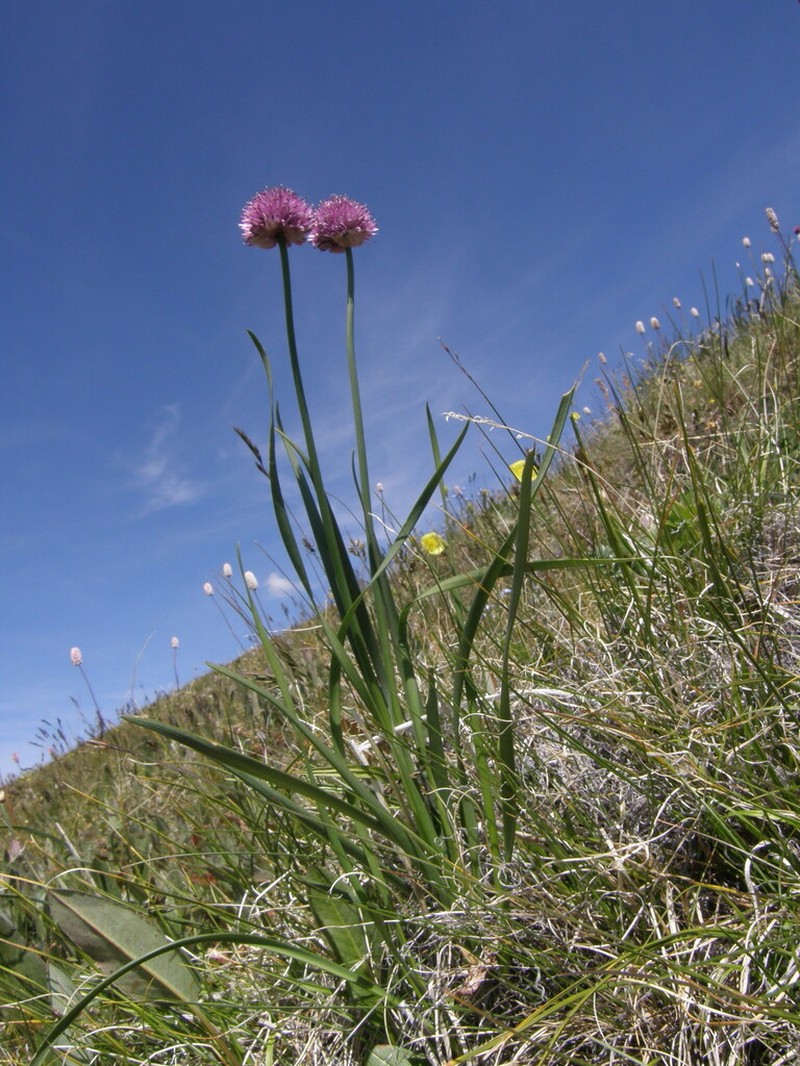 Allium amphibolum