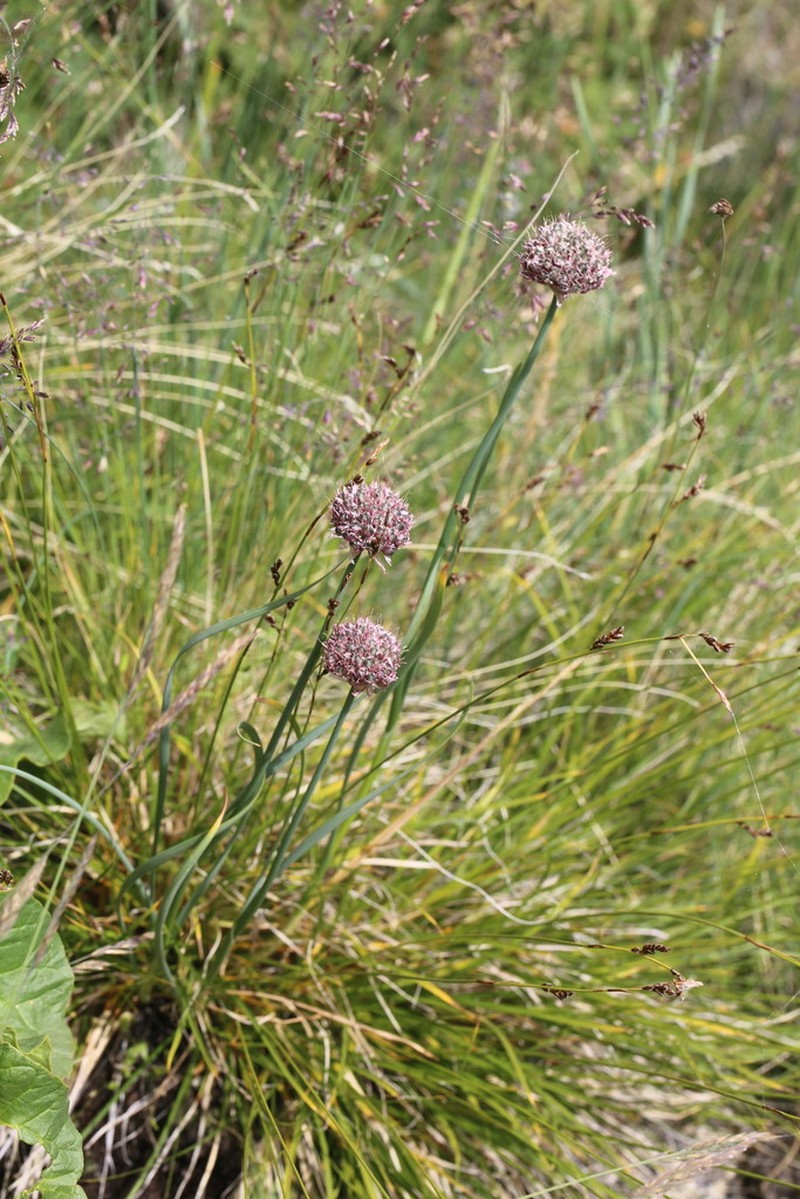 Allium amphibolum photo 2