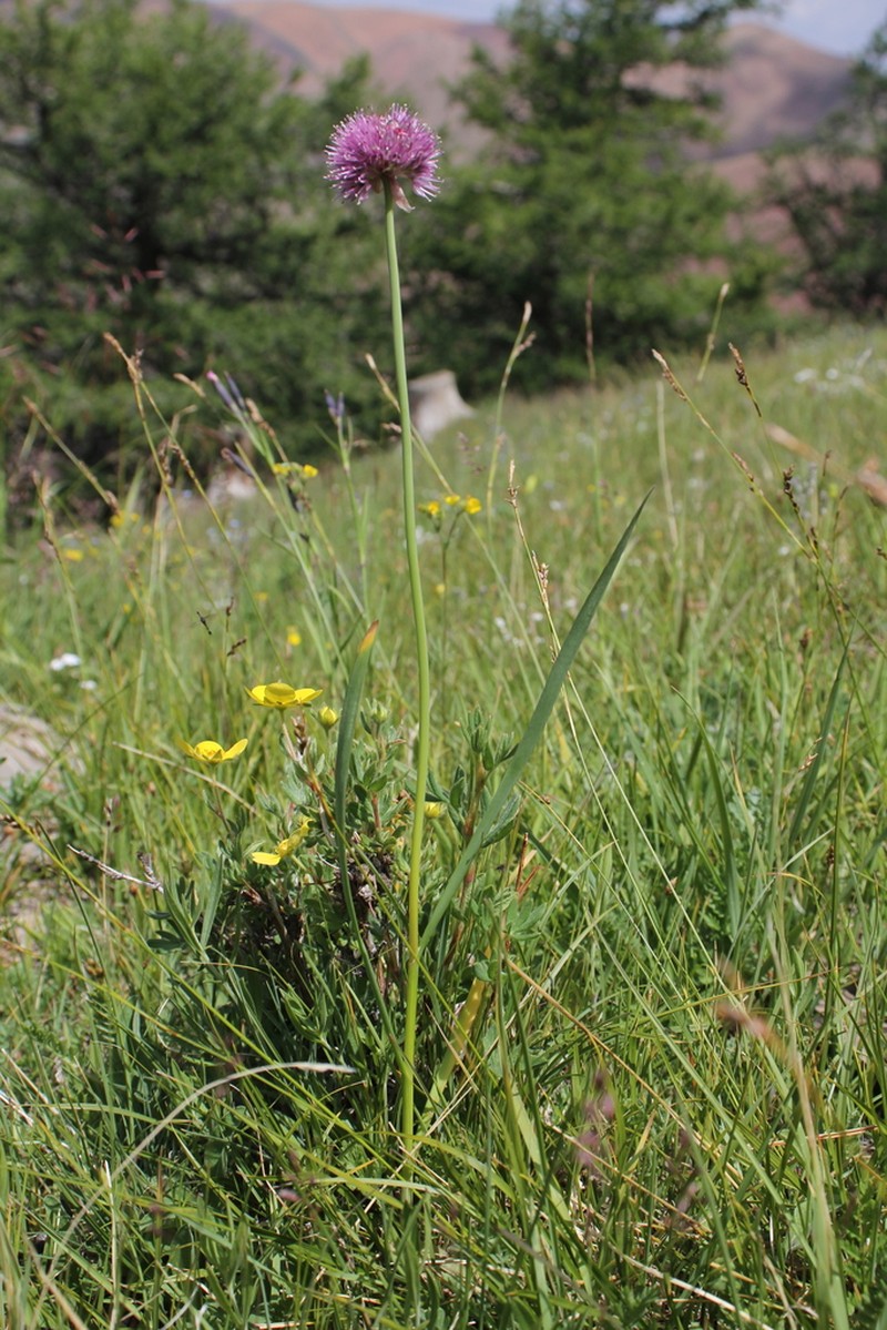 Allium amphibolum photo 3