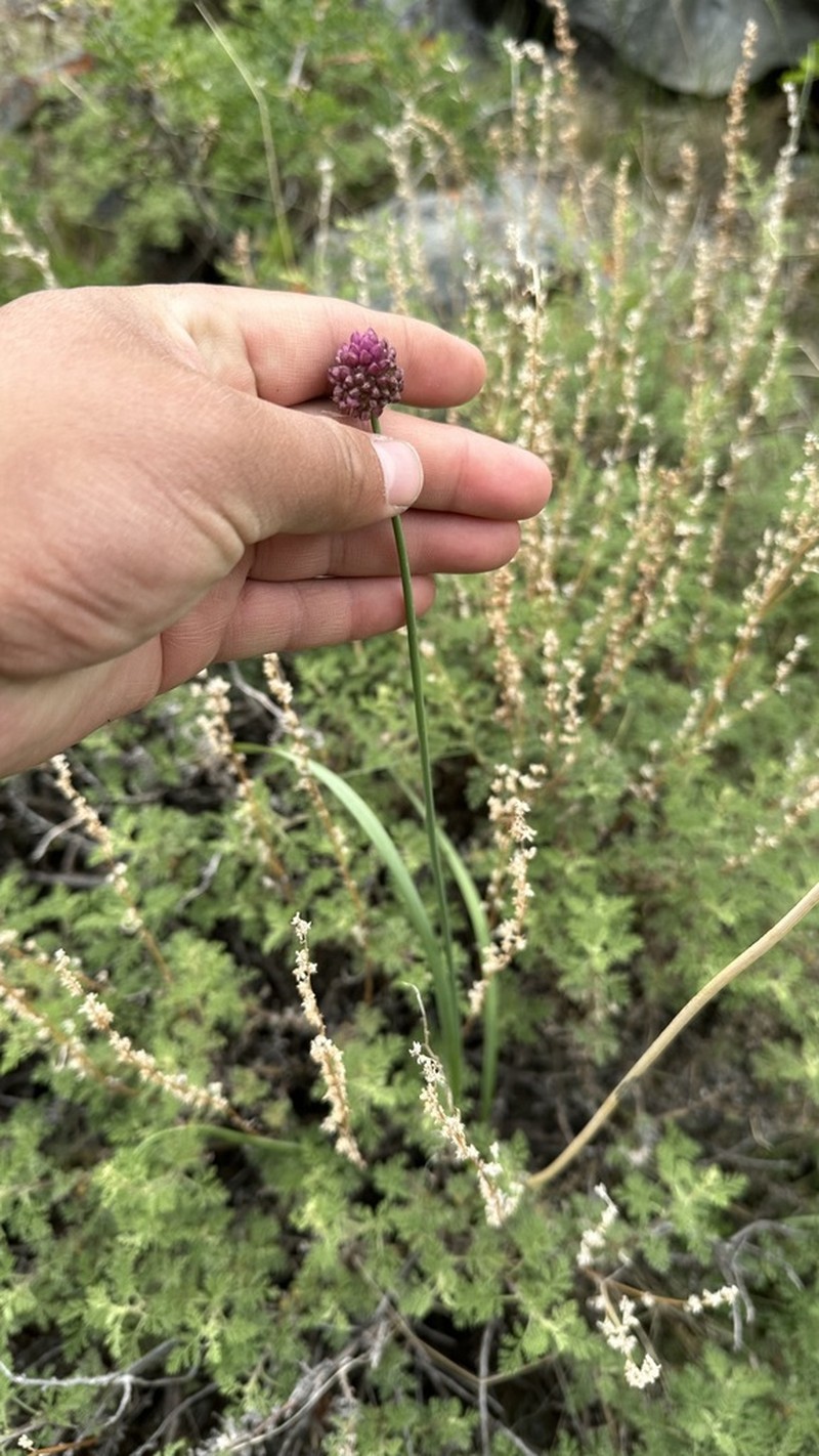Allium amphibolum photo 4