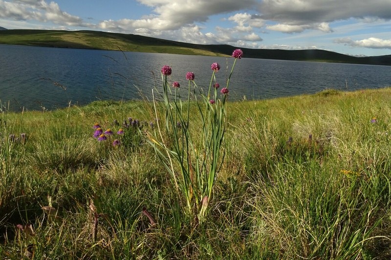 Allium amphibolum photo 5