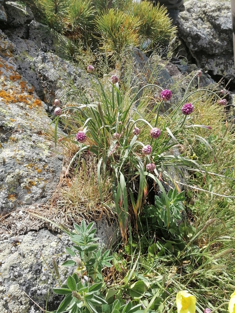 Allium amphibolum photo 6