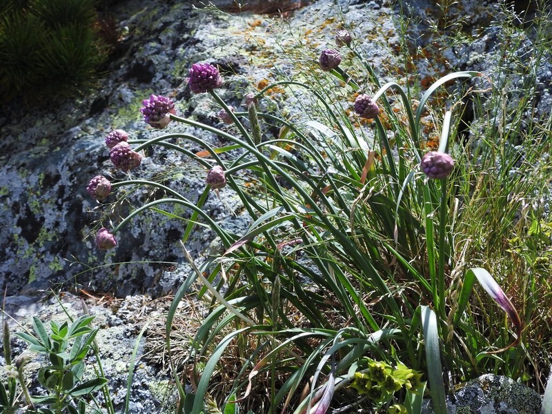Allium amphibolum photo 7