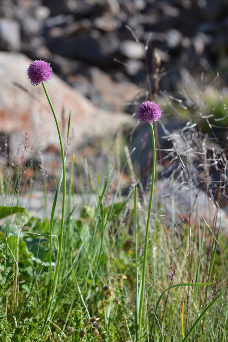 Allium amphibolum photo 8