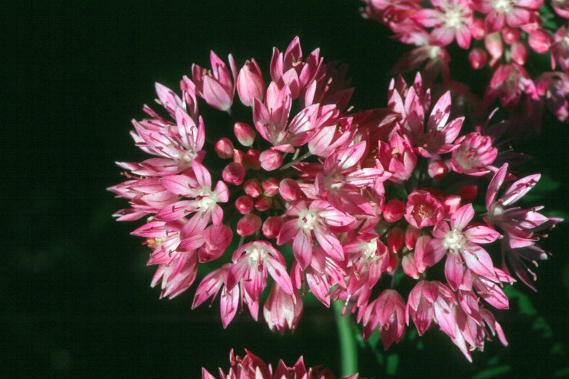 Narrowleaf Onion photo 2