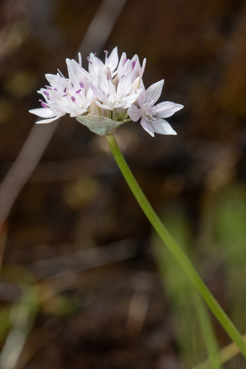 Narrowleaf Onion photo 8