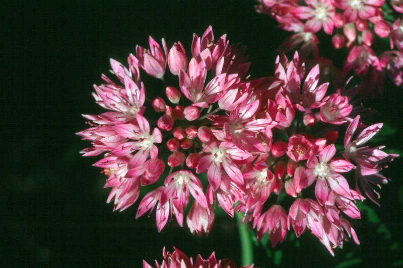 Allium serratum photo 3