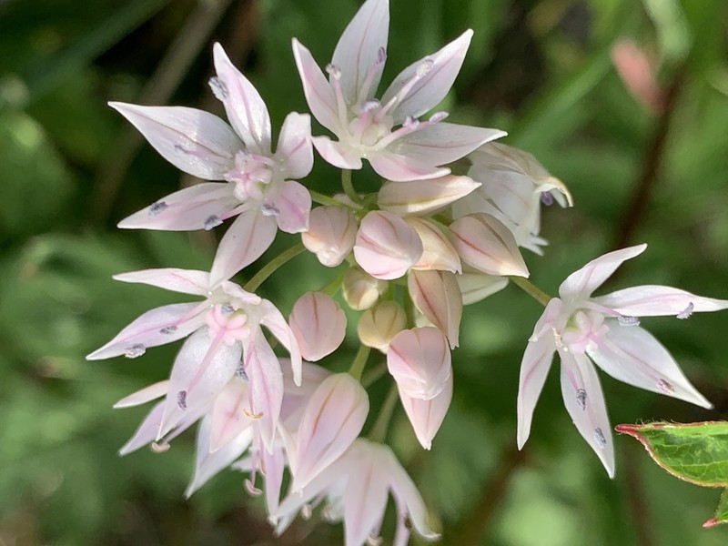 Allium serratum photo 5