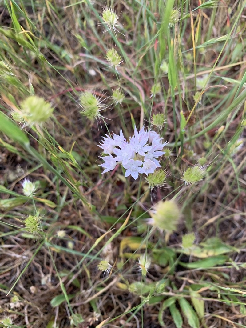 Allium serratum photo 6