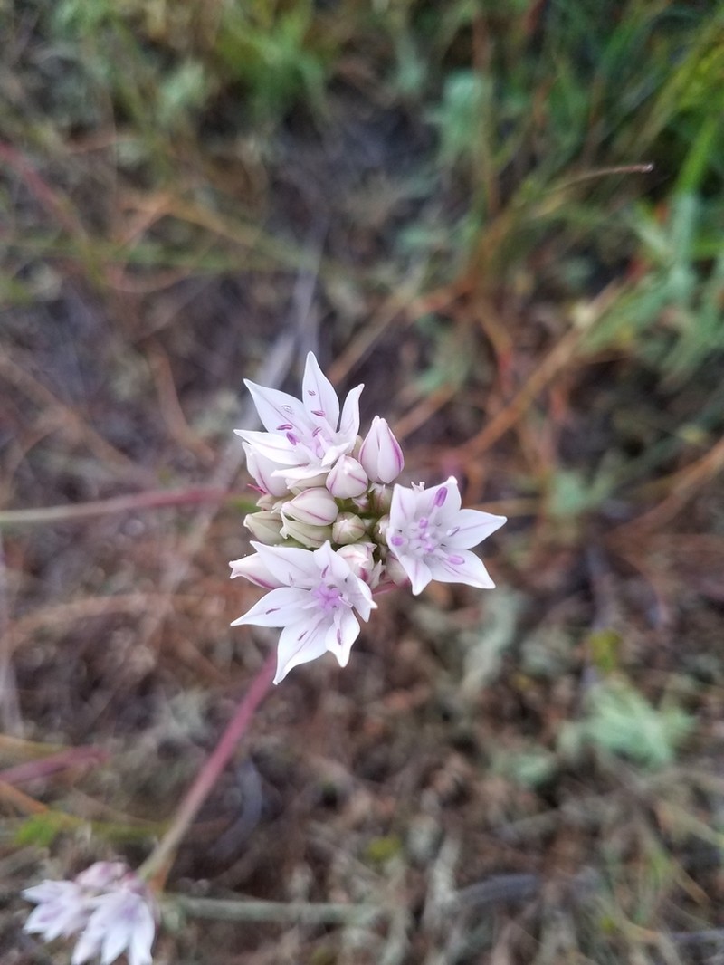 Allium serratum photo 7