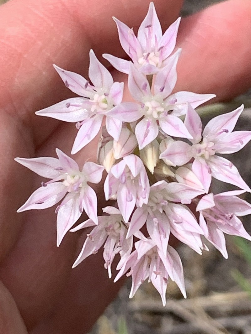 Allium serratum photo 8