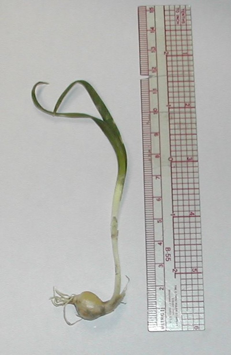 Twinleaf Onion