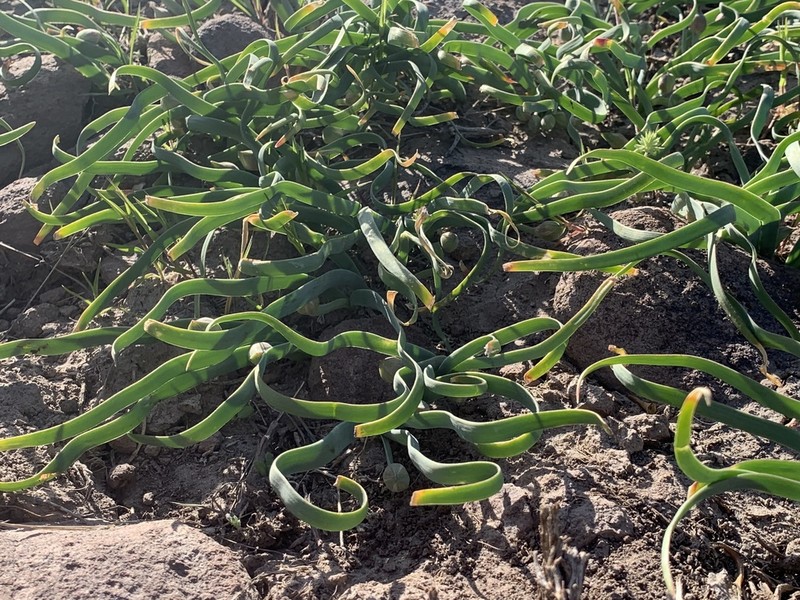 Twinleaf Onion photo 3