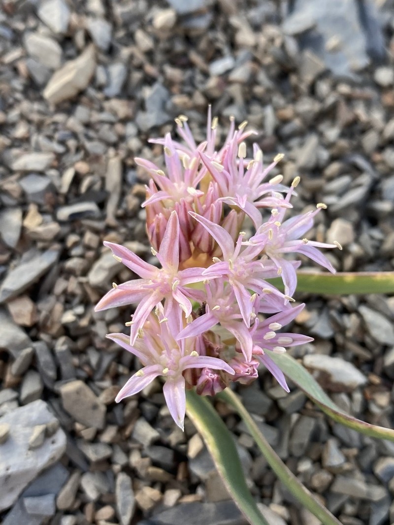 Twinleaf Onion photo 4