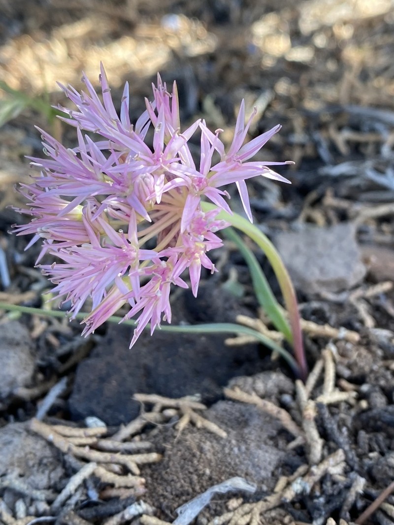 Twinleaf Onion photo 5