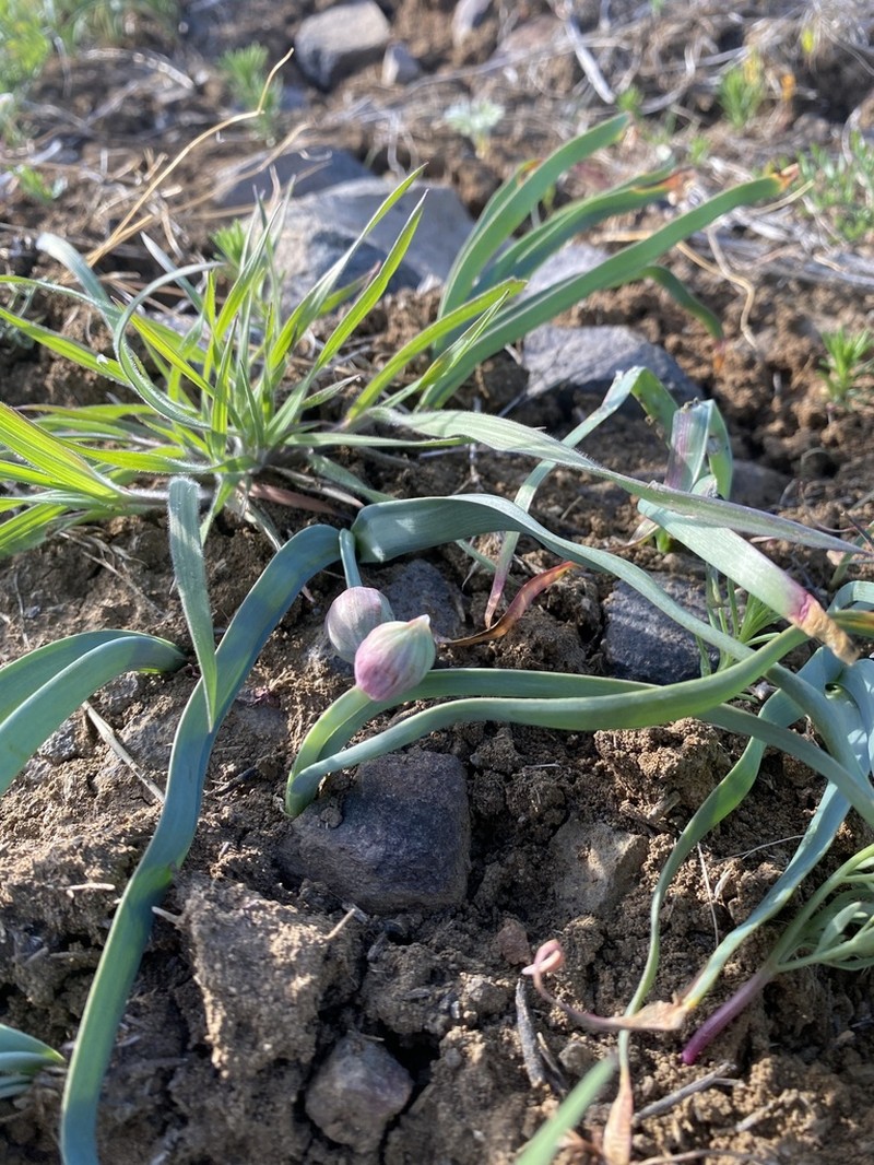 Twinleaf Onion photo 6
