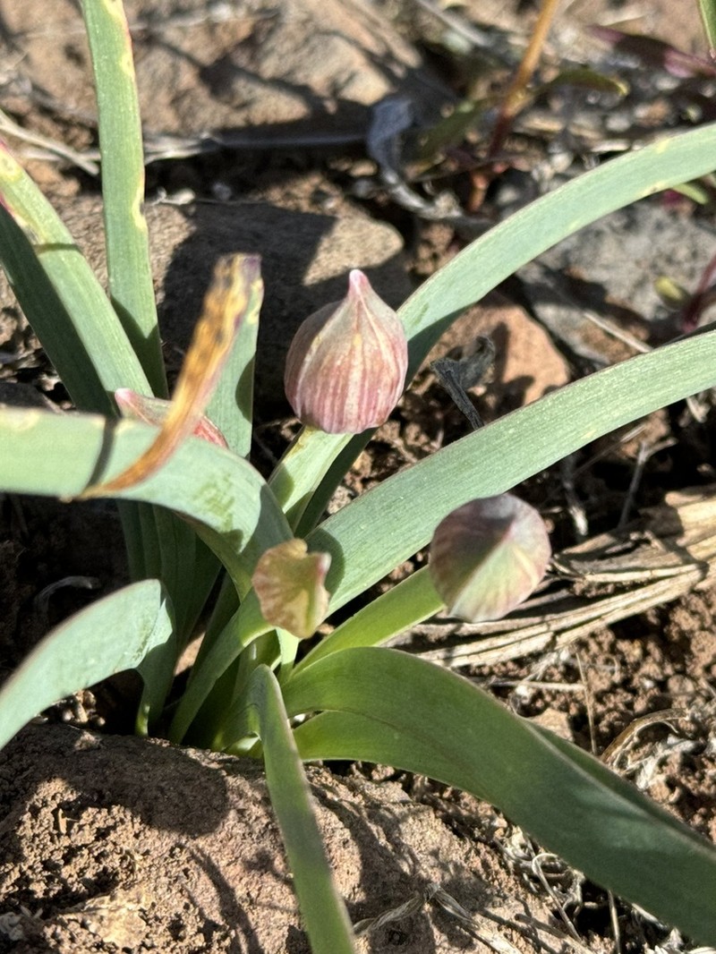 Twinleaf Onion photo 7