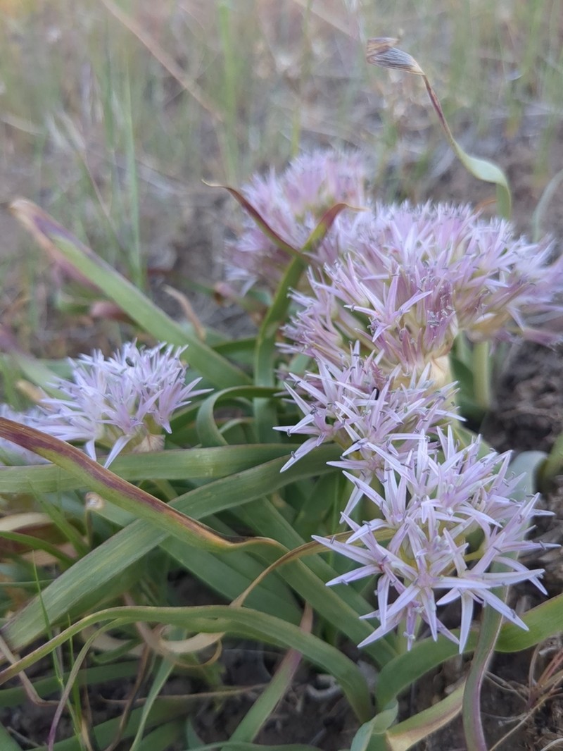 Twinleaf Onion photo 8
